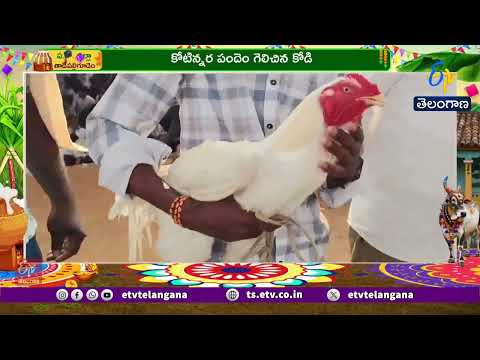Massive #Cockfight in Tadepalligudem | Rajahmundry Ramesh Wins ₹1.53 Cr