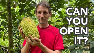 How to Open a JACKFRUIT