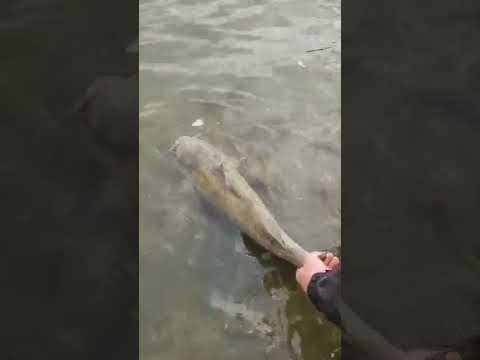 #hashtag Big Catfish.#Hashtag Lockport Dam #fishing #Hashtag Shorts