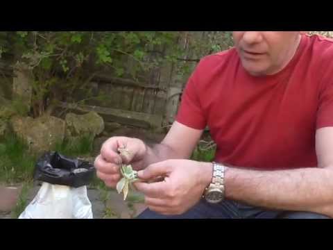 Kövirózsa szaporítása