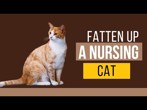 How To Fatten Up A Nursing Cat?