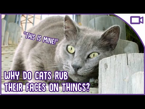 Why Do Cats Rub Their Faces on Things? Weird Cat Facts!