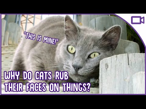 YouTube video about: Why does my cat rub on my shoes?