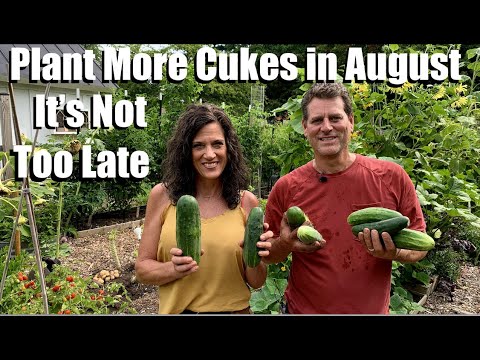 Plant More Cucumbers in August - It’s Not too Late! Succession Planting / Gardening Coast2Coast 🥒🌞
