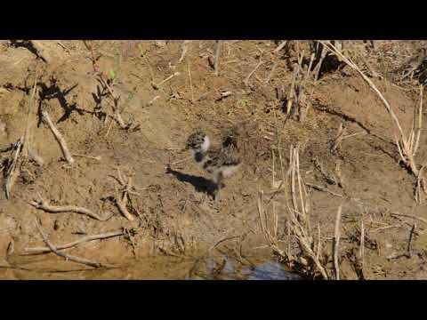 Lapwing chick.