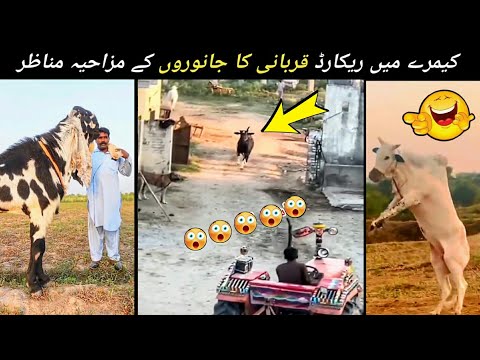 Qurbani Animals Funny Moments 😁 | Funny Qurbani Animals Caught On Camera
