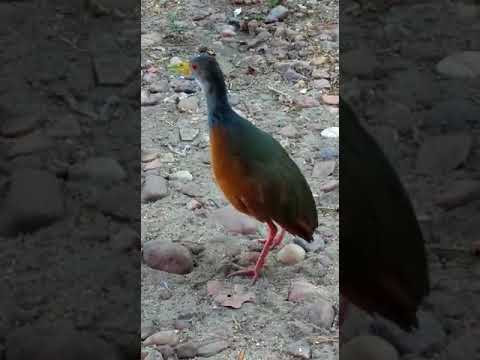 download lagu mp3 mp4 Siricora, download lagu Siricora gratis, unduh video klip Siricora