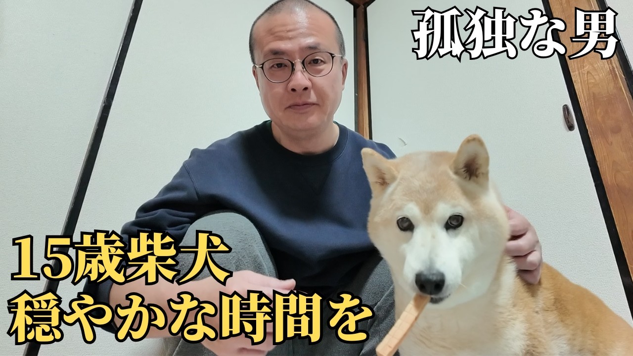 【56歳 独身】15歳の柴犬が小脳梗塞で倒れた日。二人で取り戻した穏やかな日常