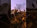 Alif Se Status Video UYS