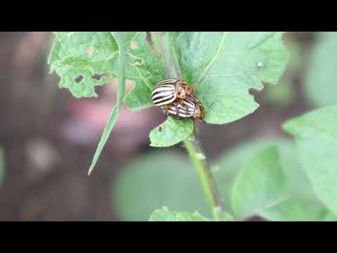 vediamo la dorifora nel mio campo di patate