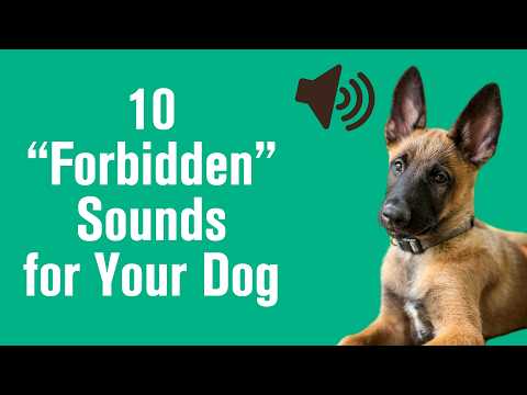 🤫 10 "Forbidden" Sounds That Make Dogs Freeze (Try This on Your Dog!)