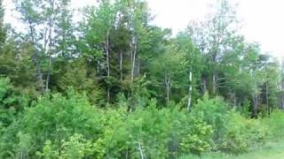 Cinnamon Haze by Naythen Wilson