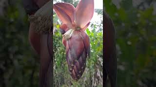 ABACA BLOSSOM