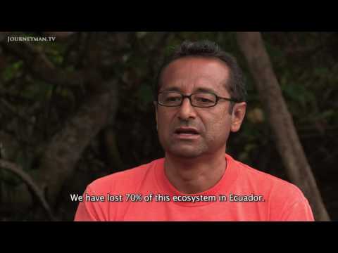 Surviving Shrimp: How Shrimp Farming Has Destroyed Ecuador's Ecosystem