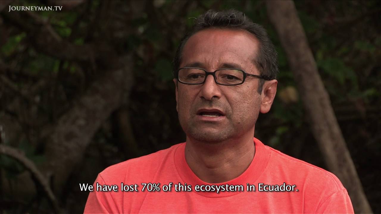 Surviving Shrimp: How Shrimp Farming Has Destroyed Ecuador's Ecosystem