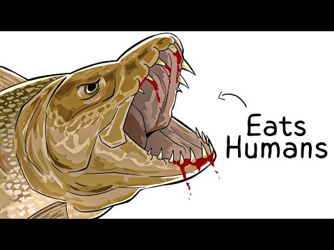 Why It Sucks To Be Born As a Goliath Tigerfish