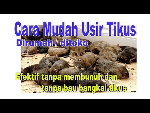 Bagaimana untuk minum resep dari gandum pelangsing Berapa banyak Anda dapat menurunkan berat badan pada diet tiga hari