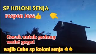 Download lagu SP KOLONI SENJA TERBUKTI SEDOT ANAKAN WALET BARU mp3