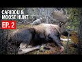 MOOSE CARIBOU EP 2 4K FILM GRITTY 4K FILM