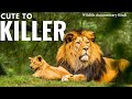 Cute To Killer The Journey Of A Lion National Geographic Hindi Wildlife Documentary 2026