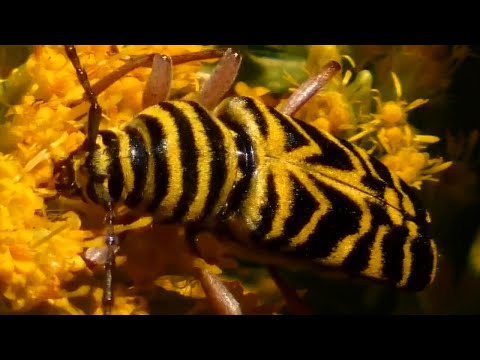 , title : 'Locust borer beetle crawling / eating pollen in flowers | Beautiful Insect'