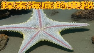 探索海底的奥秘