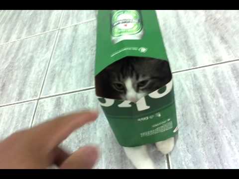 Gato na caixa de heineken