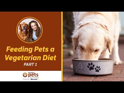 Dr. Becker on Feeding Pets a Vegan or Vegetarian Diet
