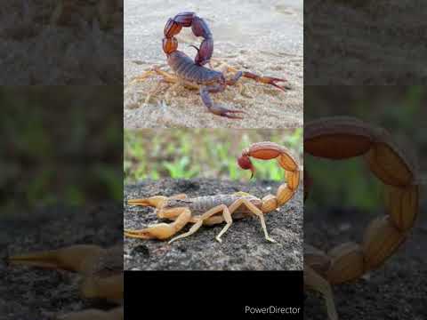 ¿Escorpio o alacrán?