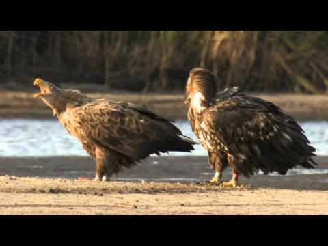 TREASURES AND SPECTACLES OF THE NATURE OF THE SUBCARPATHIAN REGION