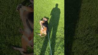 Video preview image #1 Beagle Puppy For Sale in Wheaton, IL, USA