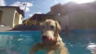 preview picture of video 'Maya - Swimming with the GoPro'