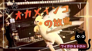 【猫】【オカメインコ】オカメインコの放鳥　#cat #cats #ねこ #ネコ #猫動画 #猫のいる暮らし #オカメインコ #インコ #動物 #ペット 