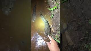 Download lagu Ternyata masih kuat !!! #fishing #amazingfishing #haruan #chana #reelsvideoシ #fypシ゚ #sᴀɴᴛᴀʟɪɢᴀᴀɴ mp3