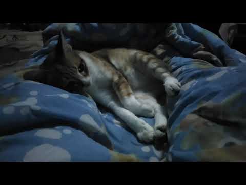 แมวน้อยน่ารัก​ ถุงทองง่วงแล้วค่ะแม่​ เมี้ยวๆ  I เจ้าแมวจอมซน @ Thanika chanel