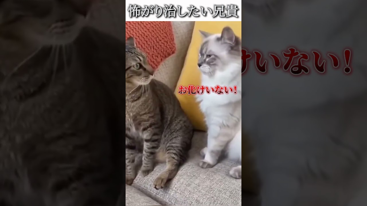 猫のおもしろ画像にツッコミどころ満載なアフレコしてみた＃438【怖がり】#shorts　#アフレコ #面白動画