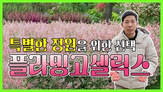 (할인 이벤트) 특별한 정원을 위한 선택! 플라밍고 셀릭스 소개 및 특징 #귀농 #귀농귀촌 #조경수 #귀촌 …