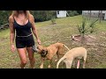 Free Dog