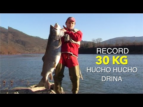 Record of Hucho Hucho Drina river 30 kg | Najveća ulovljena mladica na Drini 30 kg