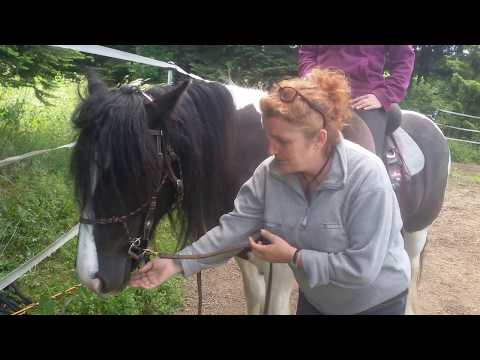 Wie ich dem Pferd Gebiß & Nachgiebigkeit am Boden erkläre