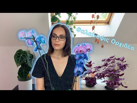 , title : 'Συμβουλές Φροντίδας: Φαλαίνοψις Ορχιδέα | Phalaenopsis Orchid'