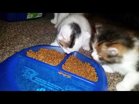 5 week old kittens try dry food for the first time