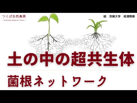 菌根:美しい植物の秘密 トピックス