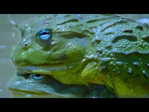 BBC Earth — Pyxicephalus adspersus rodičovská starostlivosť