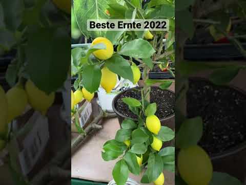 , title : 'Zitrone 🍋 beste Ernte durch gute Pflege'