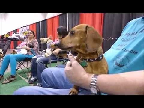 Lucy, an adopted Dachshund in Las Vegas, NV_image-1