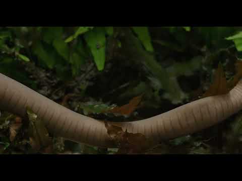 #AmphibianWeek: Meet the Aquatic Caecilian