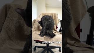 How do you dry your cat? #cat #pokemonchannel #catvideos #kitten #catwatch #kittytv #catdad #cats