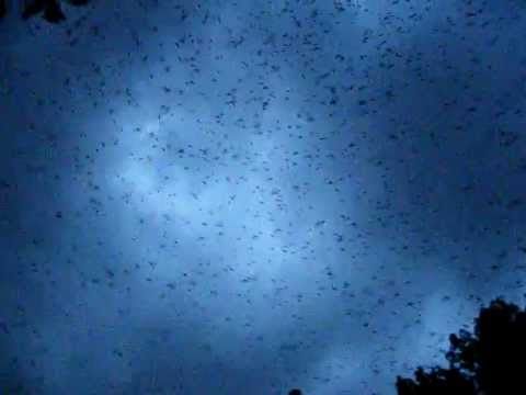 Amur Falcon roost, Newcastle, South Africa