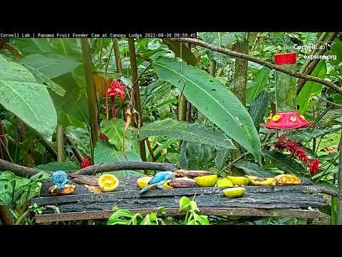 Tanagers Attack Bananas At Panama Fruit Feeder – Aug. 30, 2022